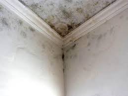 Best Mold Damage Restoration  in Greenville, RI